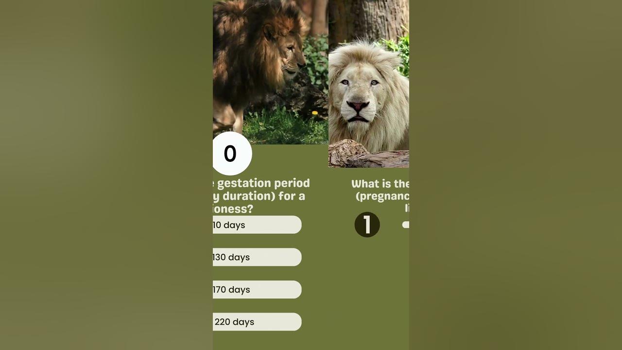 What is the gestation period (pregnancy duration) for a lioness? - YouTube
