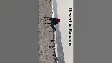 Desert In Varanasi Camel Riding Amazing Place Shorts Ytshorts Camel Desert 