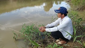 Câu cá Suối được rất nhiều cá rô phi/cảnh phạm