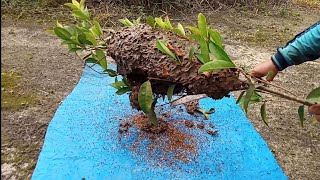 KROTO SEMUT HITAM || 160 RIBU PER KG || Part 3