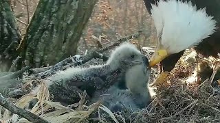 Decorah Iowa~Dad brings fish, Mom is feeding the trio~6:57 am 2020\/04\/21