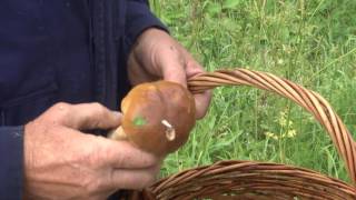 видео Желчный гриб: как распознать