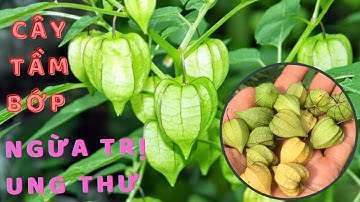 THẦN DƯỢC.7 công dụng tuyệt vời của cây TẦM BỚP( thù lù, lồng đèn) tốt hơn NHÂN SÂM... ít ai biết.!!