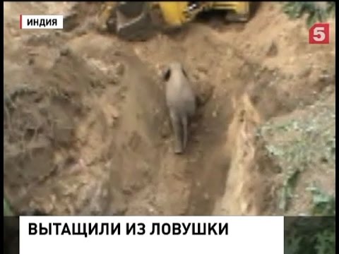 В Индии спасли слоненка с помощью экскаватора