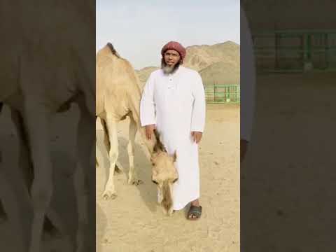 شوف ايش سوا الجمل عند ذكر الله سبحان الله