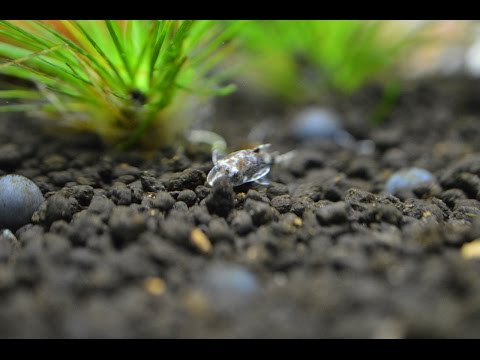 ada-60p-|-eriocaulon-planted-tank-|-2016-may-|-bumble-bee-otos-4k