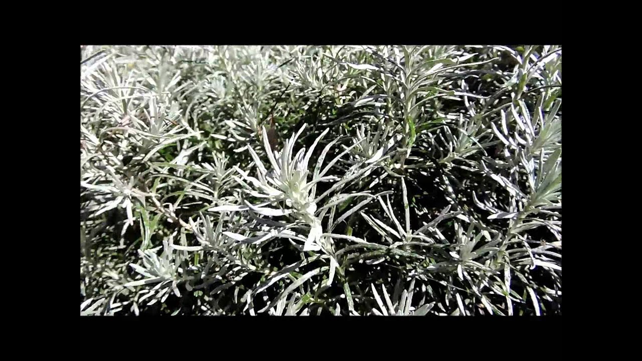 Herb. Curry Plant. YouTube Herb. Curry Plant. YouTube