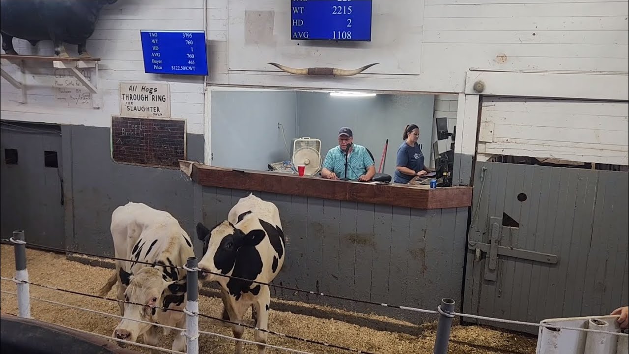 Selling off 4 feeder calves at auction!!! YouTube