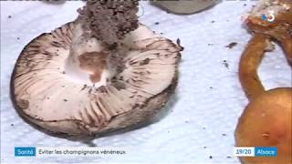 Eviter Les Champignons Vénéneux