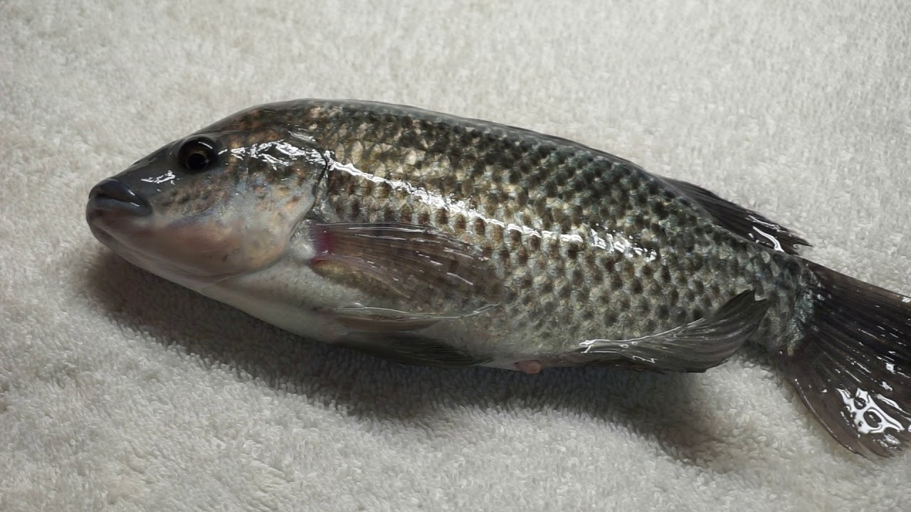Tagging breeder tilapia YouTube