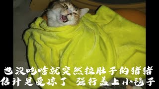 猪猪盖小毯