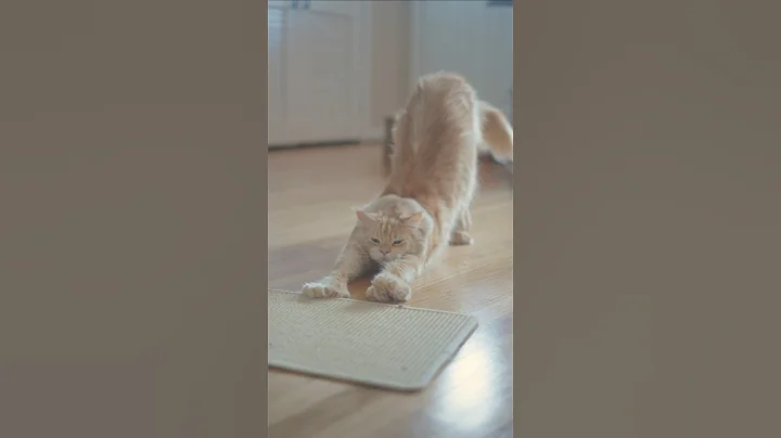 Watch the video about This is my downward dog pose 😺#mainecoon #mainecoonsoftiktok #cat #fyp #cats