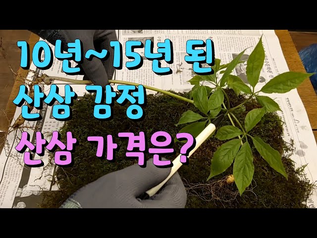 산삼 감정 방법 4] 10년~15년 된 산삼 감정하는 방법, 산삼 모양, 산삼 가격