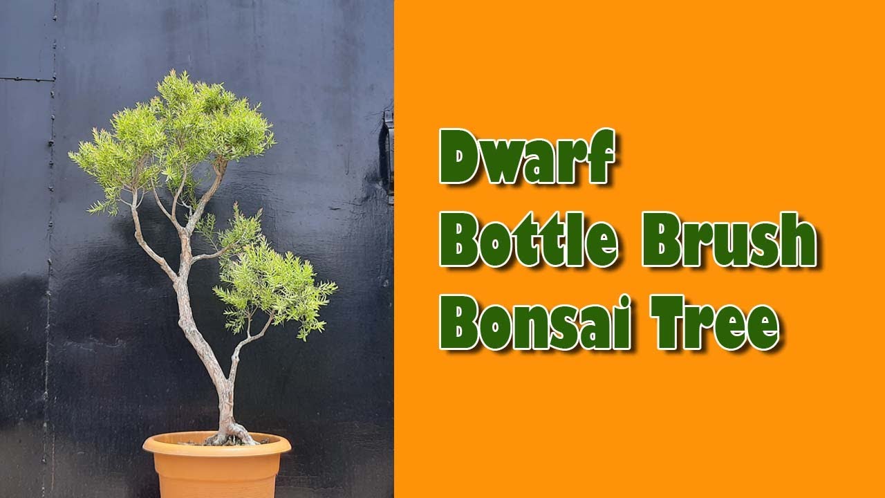 houseplant dracaena Dracaena