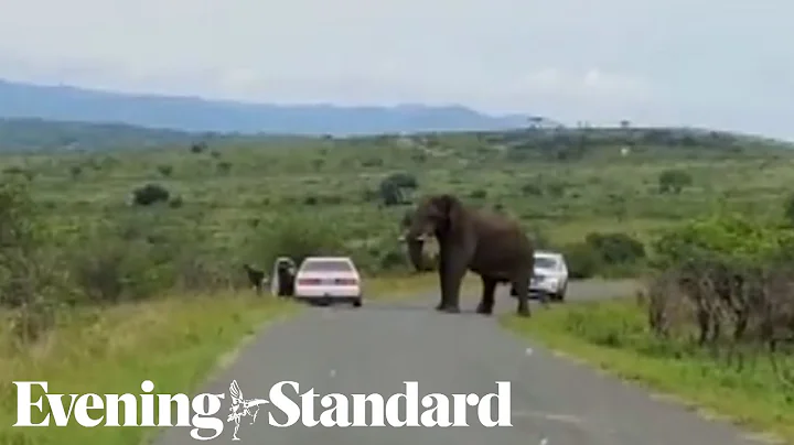 A tourist runs away from a bull elephant into a li...