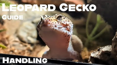 Leopard Gecko Guide - how to handle and tame your gecko