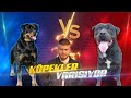 Rottweiler marla vs hades  hang kpem daha korumaci