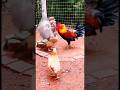 Eagle Attacks a Chick… But This Brave Rooster Saves It! 🤯 #animals #shorts