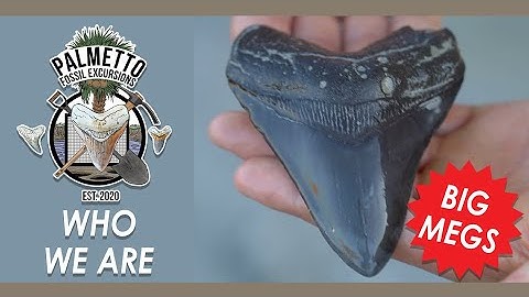 WE ARE PALMETTO FOSSIL EXCURSIONS