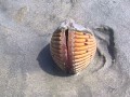 Bivalve - Cockle Flipping with its Foot