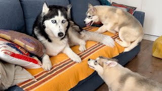 My Husky is Terrified of Running Away From Cute Puppies by North Yuki Husky 33,620 views 1 month ago 4 minutes, 7 seconds
