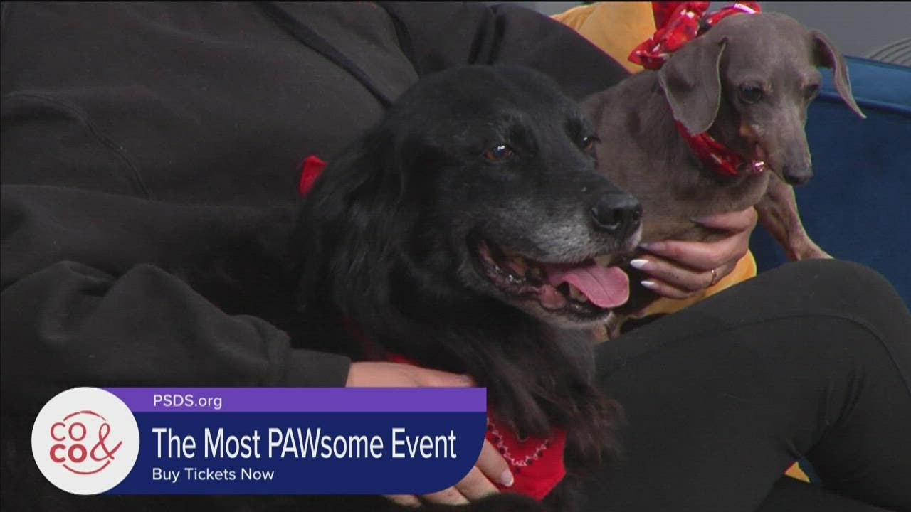 Pepper's Senior Dog Sanctuary September 29, 2022 YouTube