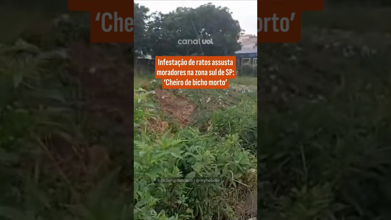 Infestação de ratos assusta moradores na zona sul de SP: ‘Cheiro de bicho morto’