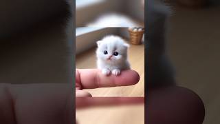 🥰 Cute Tiny Cats 01🥰 #cute #cat #cutecat