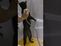 진정한 수속성 고양이😂#shorts #shortsvideo #funnycat #catthings #stupide