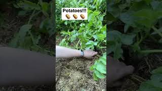 I am potato rich! Growing potatoes in straw 🥔 Resimi