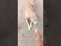 dogy ko biscuit khilate hue