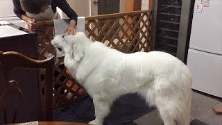 忙しいお母さんと、おやつが待ちきれないルンルン　Great Pyrenees　グレートピレニーズ