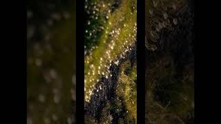 All procedural! Testing the karma hair material for grass!! #sidefxhoudini #houdini #vfxshorts