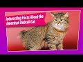 American Bobtail Cat - How Good is this Breed ? の動画、YouTube動画。