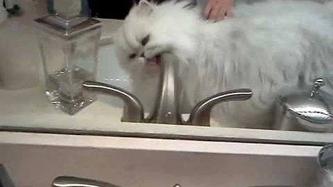 Watch the video about Chinchilla Persians drinking from sink