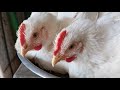 White Chicken Prices Today 10 2 2026 And All Poultry Products Breaded Chicken Shish Tawook Sha 