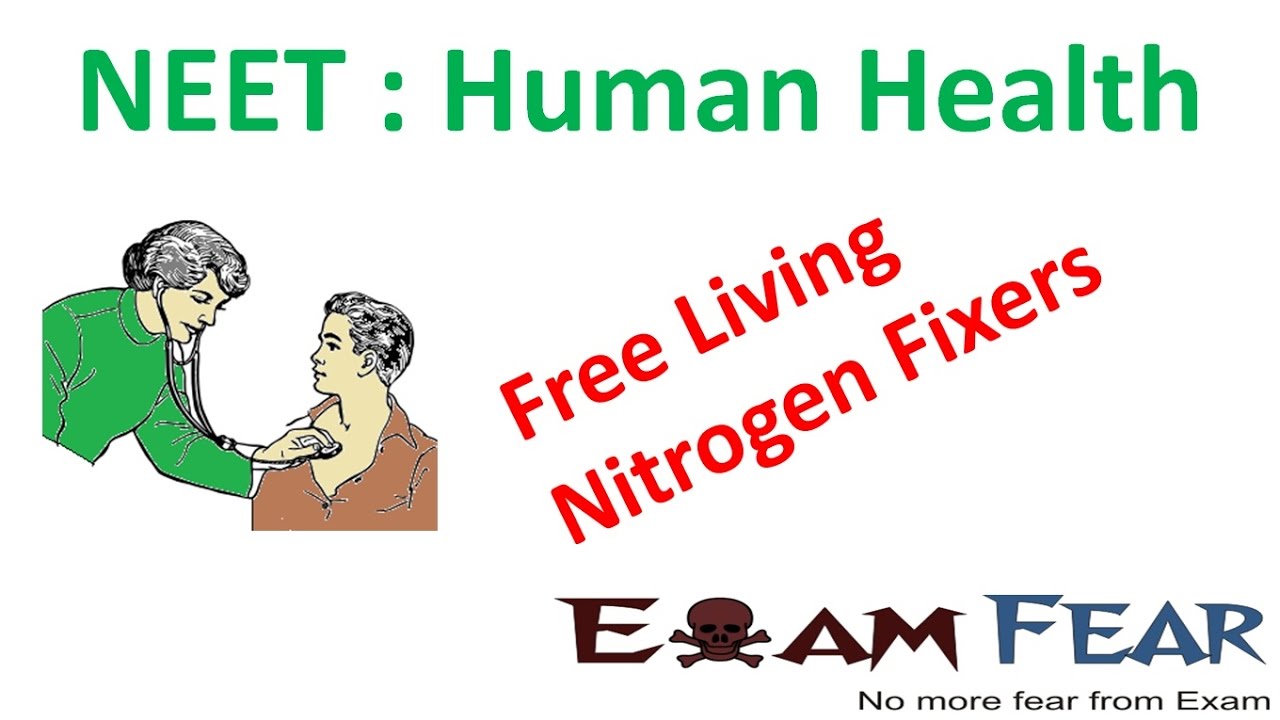 NEET Biology Human Health Free Living Nitrogen Fixers YouTube Neet biology human health free living nitrogen fixers youtube