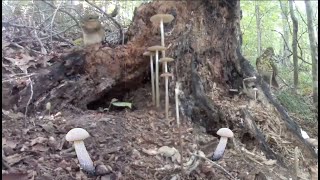 ROOTING MUSHROOMS AND PURPLE AND WHITE DECEIVER MUSHROOM with time-lapse video