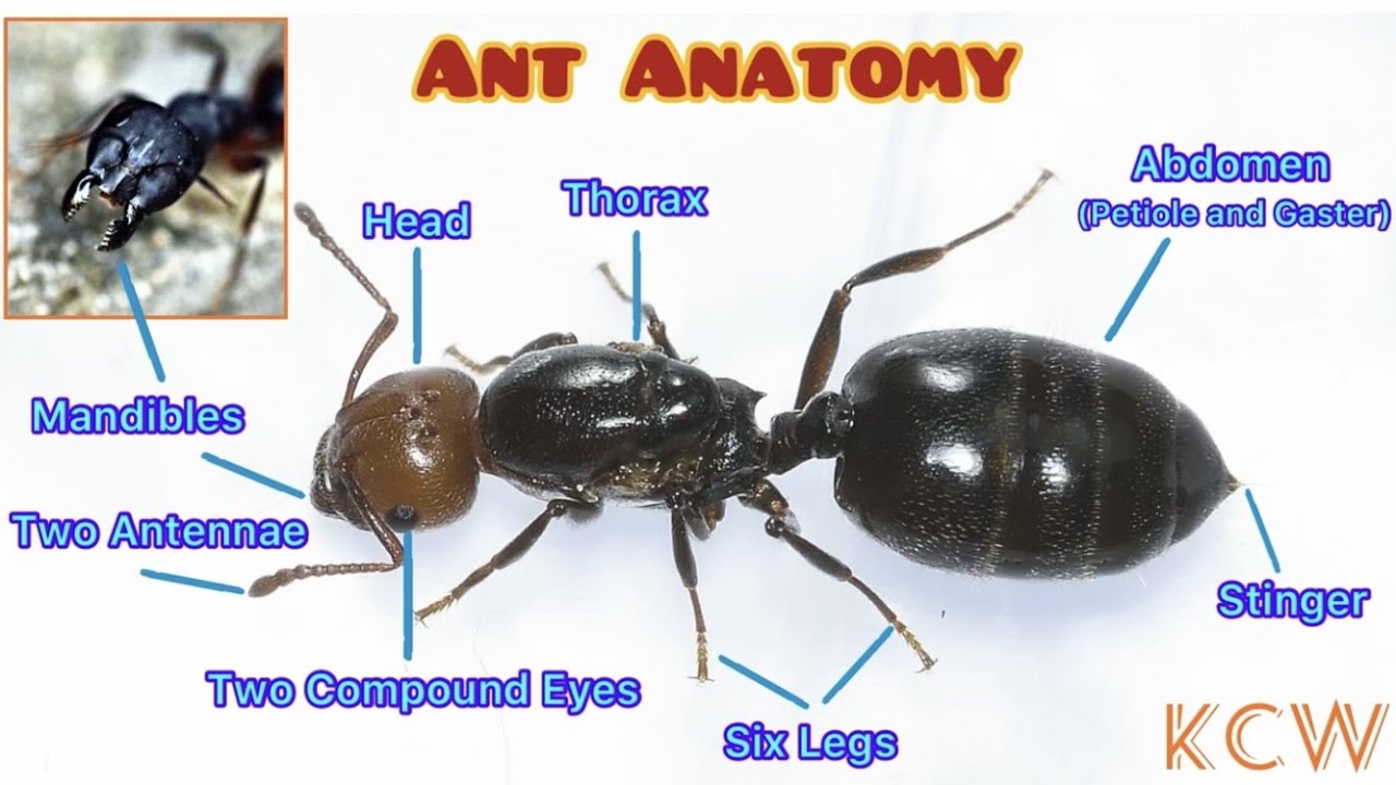 Ant Anatomy - YouTube