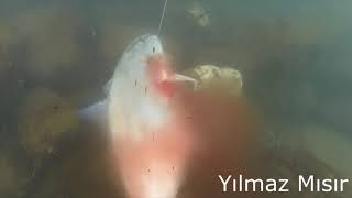 AKYA VS.. KUZU MANAVGAT EVRENSEKİ ZIPKINLA BALIK AVI AKYA VS.. KUZU MANAVGAT EVRENSEKİ ZIPKINLA BALIK AVI