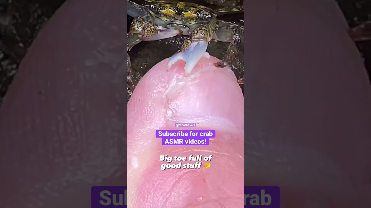 Вирусный краб ASMR 🦀🦶🧀 