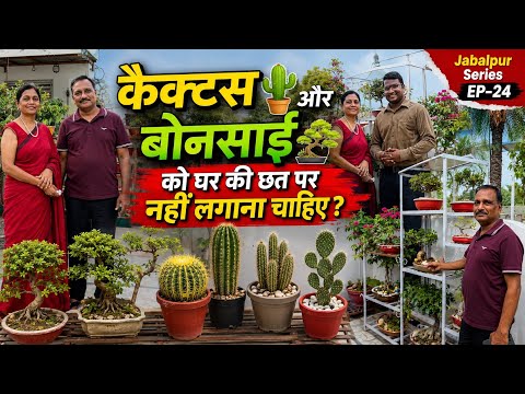 कैक्टस 🌵 और बोनसाई को घर की छत पर नहीं लगाना चाहिए ? Jabalpur Series EP-24