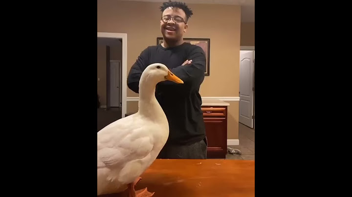 Man dancing with a Duck