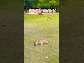 芝生を食べるバンビ🦌奈良公園