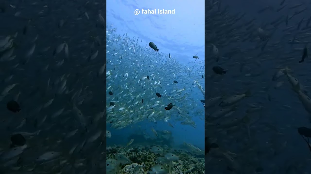 Amazing dive at Fahal Island #diving #underwater #travel