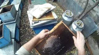 Формирование пчёл в зиму