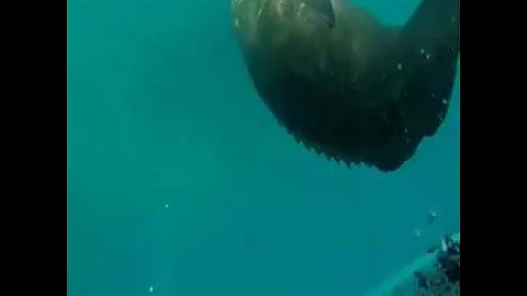 Giant Hammerhead Shark and Goliath Grouper Action