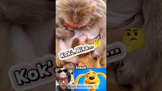 Induk Monyet Auto Nyusuin Diri Sendiri Barengan Anaknya  funny memes viral