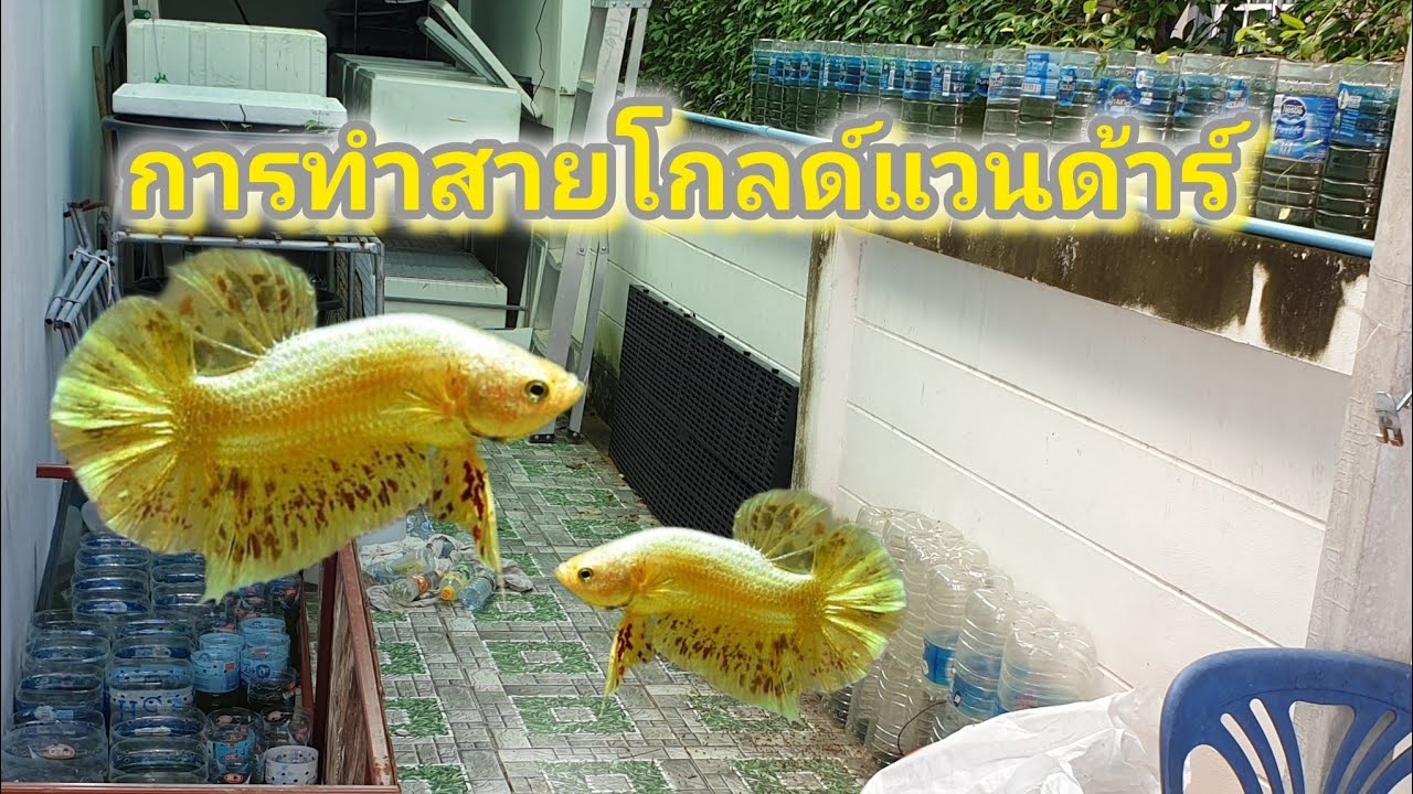 การทำปลากัดสายโกลด์แวนด้า เริ่มยังไง #bettalandatbowin