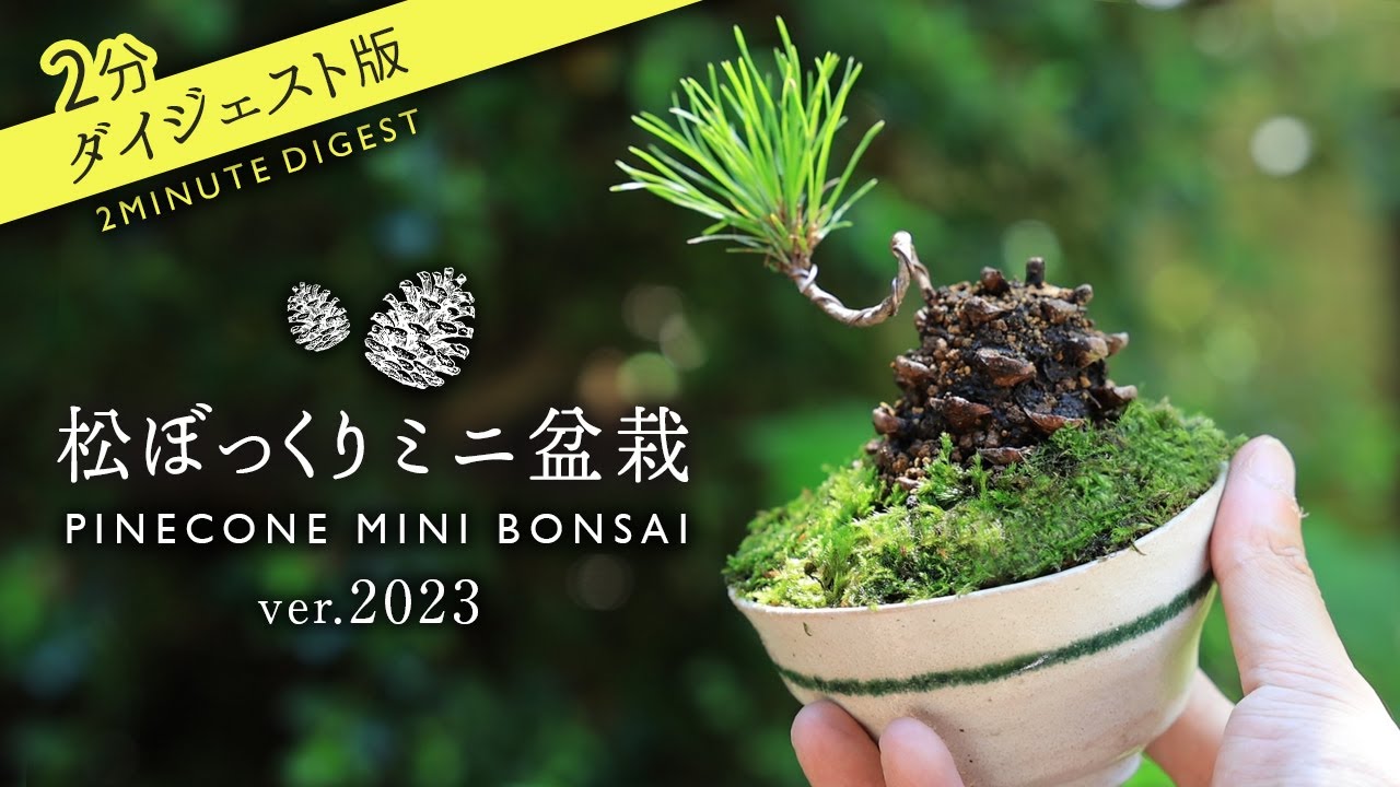 2 minute digest】Mountain picking pinecone teacup mini bonsai Ver